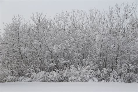 Snowy Trees Free Stock Photo - Public Domain Pictures