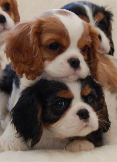 363 best Beautiful Cavalier King Charles Spaniels images on Pinterest ...