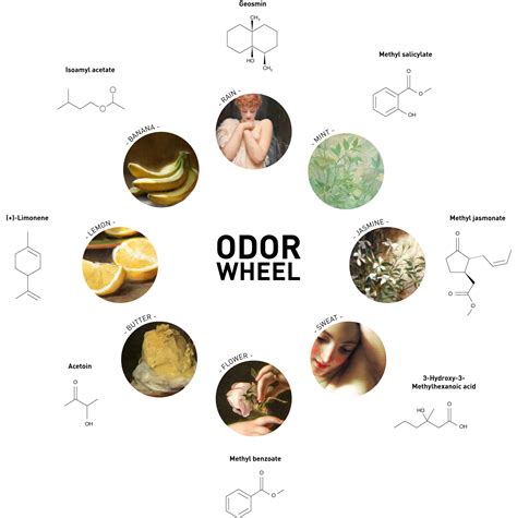 Team:Paris Bettencourt/Project/Odor Library - 2014.igem.org