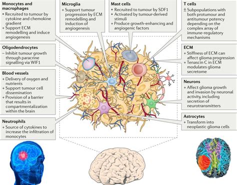 Glioblastoma : new targets for treatment with brain cancer cells ...