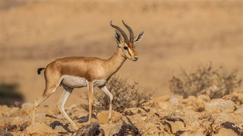 Dorcas Gazelle by Assaf Goldberg / 500px