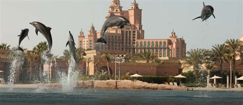 Dolphin Bay by Atlantis Dubai: Tickets, Timings & more - MyBayut