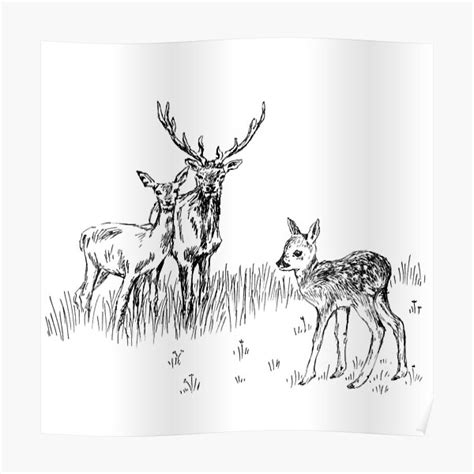 "Deer Family sketch" Poster for Sale by RachelsFineLine | Redbubble