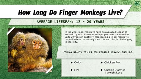 Finger Monkey Lifespan: How Long Does a Finger Monkey Live? - A-Z Animals