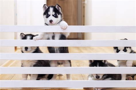 Cute Husky Puppy Dogs Playing Together at Home Stock Photo - Image of ...