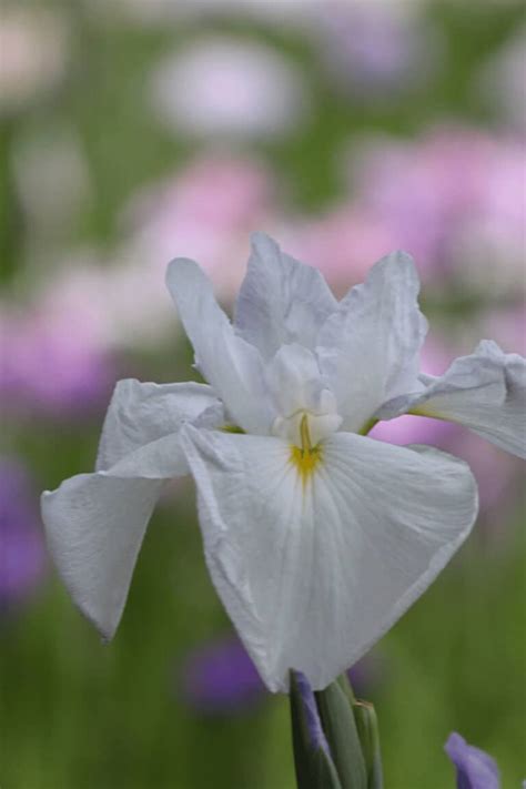 Japanese Iris Care – #1 Complete Guide