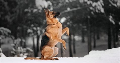 6 Cool And Easy Tricks To Teach Your Dog – German Shepherd Shop