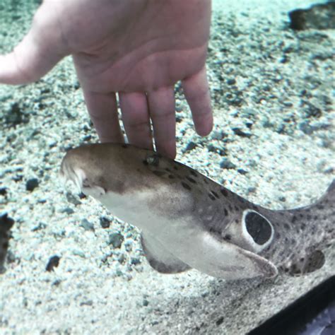 Epaulette Shark | Tennessee aquarium, Shark, Buddy