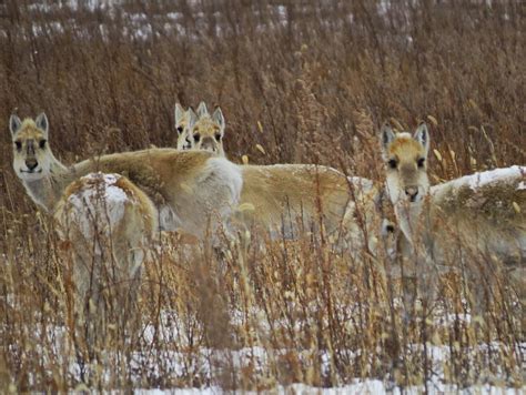 80% of Mongolian Gazelle fawns survive their first summer. Because of ...