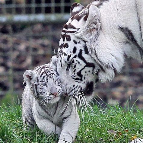 Tigre Blanco Bebe