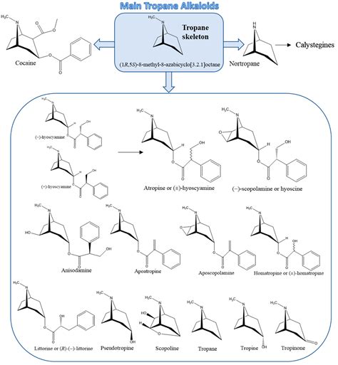 Foods | Free Full-Text | Occurrence and Chemistry of Tropane Alkaloids in Foods, with a Focus on ...