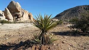 List of Desert Plants - Elephant Tree, Organ Pipe Cactus, Desert Marigold