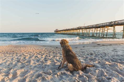 Discover the Best Dog Friendly Beaches for Fun in the Sun!