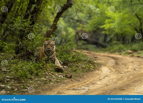 Ranthambore Wild Male Bengal Tiger or Panthera Tigris Tigris Charging ...