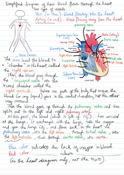 Circulatory System Introduction | Thien Hoang