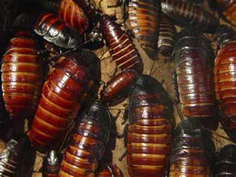 39 new cockroach species identified in US and Mexico