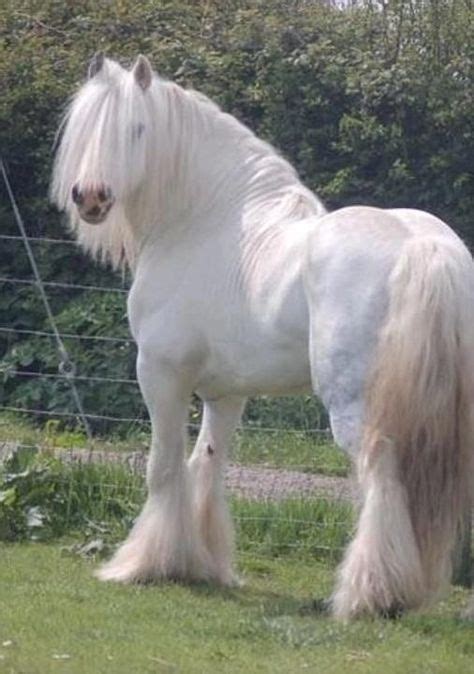 pure white gypsy vanner - Google Search | horses | Horses, Draft horses, Beautiful horses