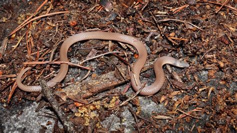 Slow Spring Herping Days: Fossorial snakes and amphibians - YouTube