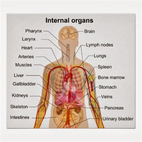 MY BODY AND MY SENSES - THE HUMAN BODY | ENGLISH LANGUAGE RESOURCES FOR ENGLISH YOUNG LEARNERS ...