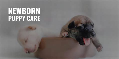 Newborn Puppy Care – Nutrition, Health, Growth, Tips & FAQ