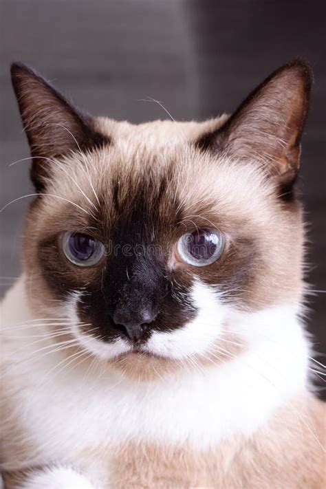 Siamese Cat with Blue Eyes Closeup Portrait Stock Photo - Image of ...