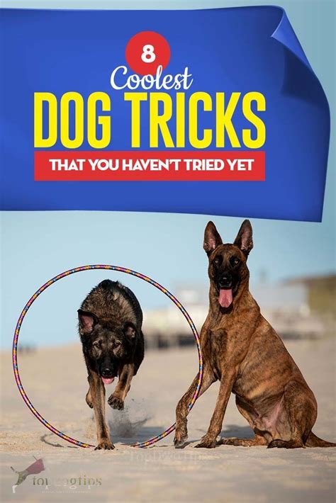 8 Coolest Dog Tricks That You Didn't Know About | Cool dog tricks, Dog hacks, Dog training