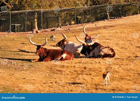 Longhorn cattle stock photo. Image of sunny, bovine, mammals - 8723636