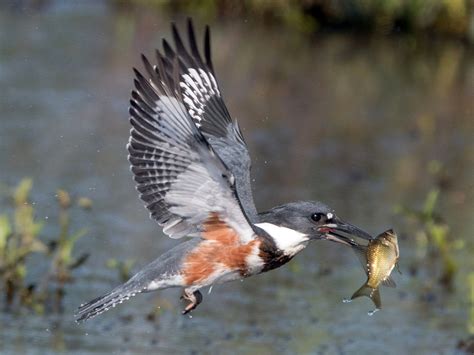 Pin on Bird Species