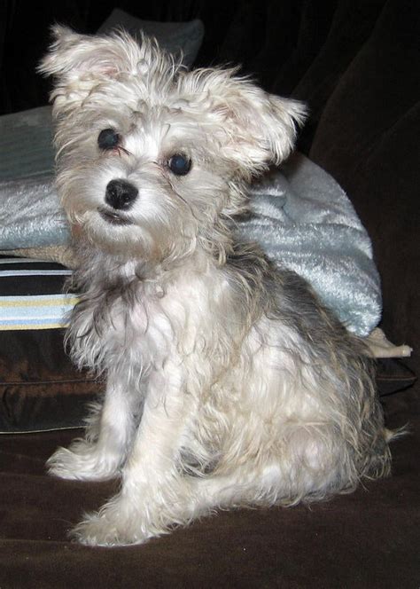 schnoodlesoffun: grooming a schnoodle help!