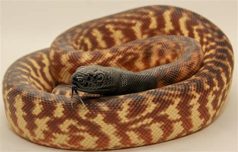 Black Headed Pythons for sale - Hawkesbury Reptiles