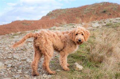 All Goldendoodle Colors and Patterns Explained (With Pictures)