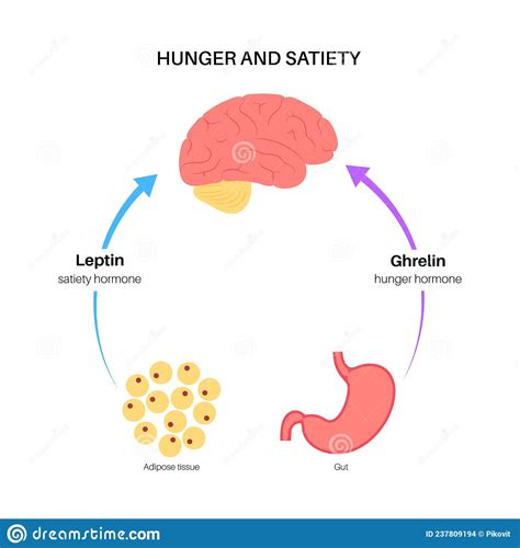 Hunger appetite hormones stock vector. Illustration of chemistry - 237809194