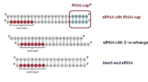 riboxx life sciences - Benefits of RNAi-cap for siRNA