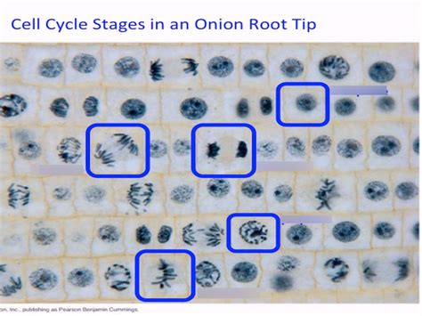 cell cycle stages in an onion root tip Diagram | Quizlet