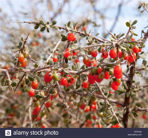 Wolfberry Lycium red berries Arizona Stock Photo, Royalty Free Image: 44025810 - Alamy