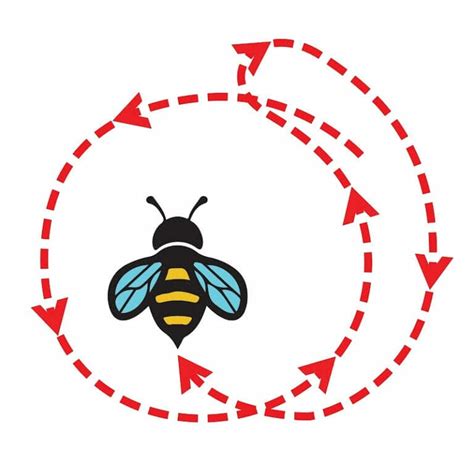 What Is The Waggle Dance? An Essential Guide Bee Professor