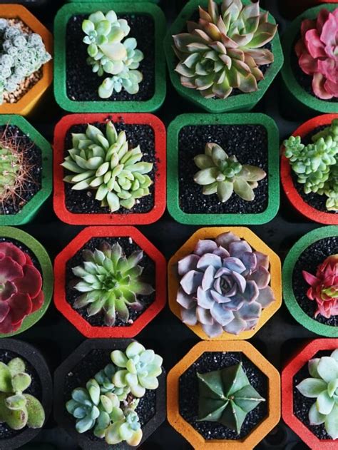 Popular Types Of Succulents - Agriculture Review