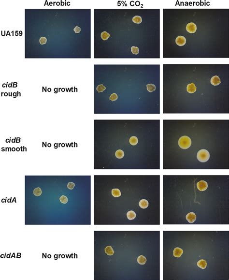 Influence of growth environment on S. mutans colony morphology. S ...