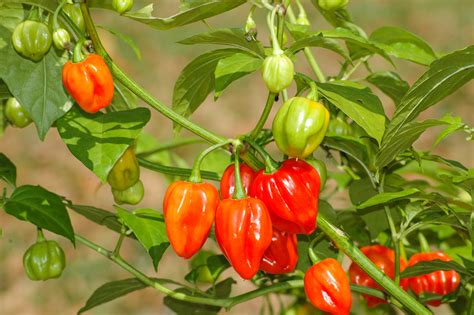 Aji - Capsicum baccatum - Chilisorten