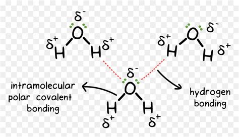 H2o Drawing Chemical Bond - Intermolecular Hydrogen Bonding In Water, HD Png Download - vhv