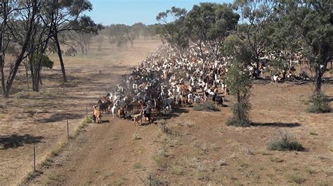 Goat producers trial drone mustering | Meat & Livestock Australia