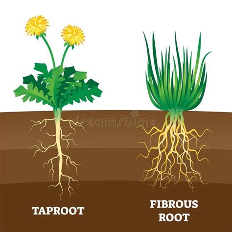 Biology Wallpaper Backgrounds, Roots Drawing, Flower Anatomy, Plant Science, Gcse Science ...