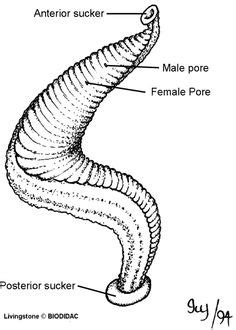 Leech External Anatomy