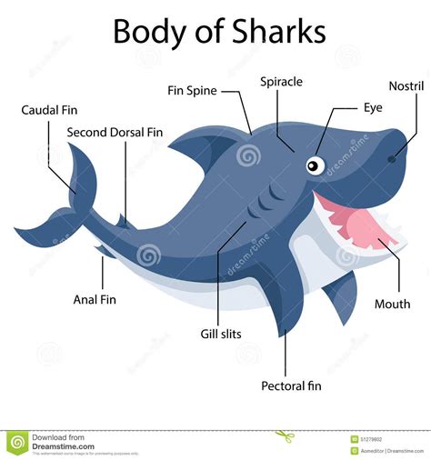 Shark Anatomy And Function Diagram 6+ Shark Anatomy Diagram