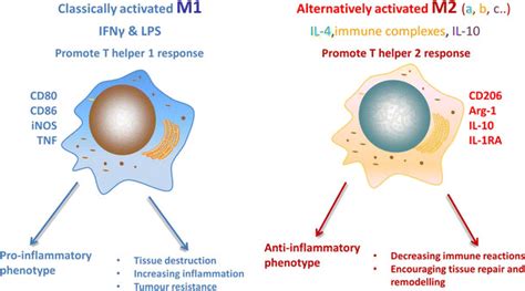 Schematic representation of macrophage stimulation and polarization.... | Download Scientific ...