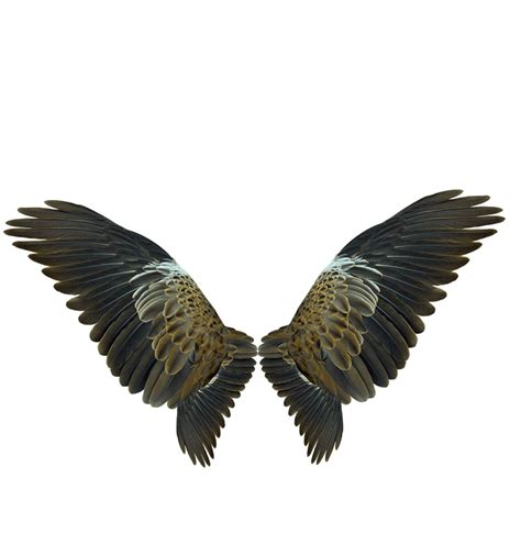 Wing Flight - Eagles Wings png download - 1039*1088 - Free Transparent Bird png Download. - Clip ...