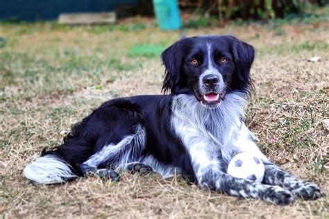 Brittany Spaniel Mixes: 21 Beautiful Crossbreeds