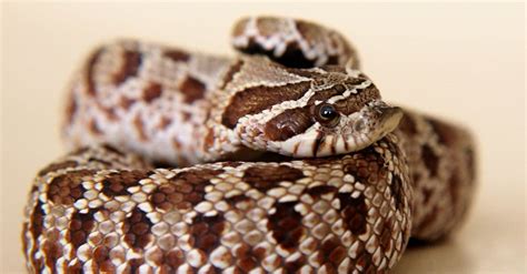 Western Hognose Snake Animal Facts | Heteredon nasicus - Wiki Point