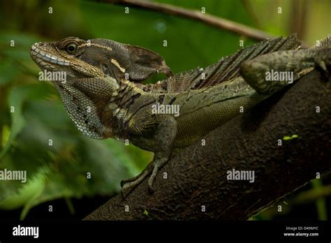 Common basilisk running hi-res stock photography and images - Alamy