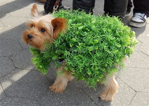 8 Easy (and Adorable) Halloween Costumes for your Dog | Dog halloween ...